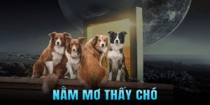 Nằm mơ thấy chó - Điềm báo cùng những bí ẩn các con số